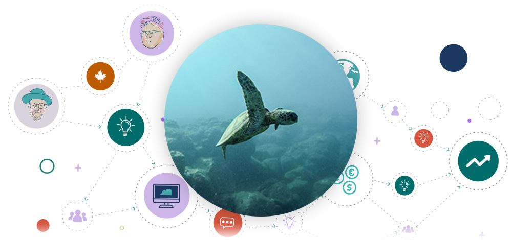 Sea turtle image