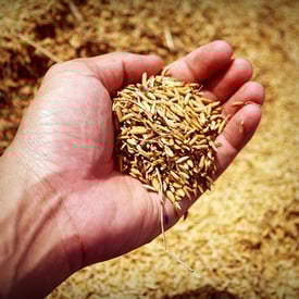 Hand holding grains