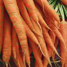 Carrots 