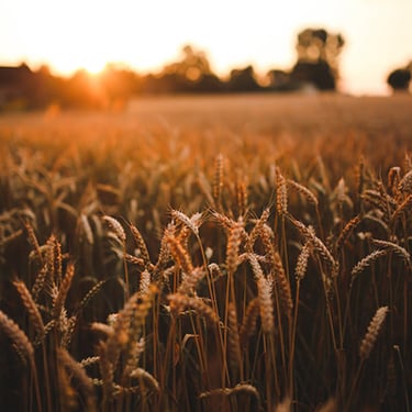 Wheat field 