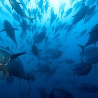 Photo of school of fish - SmartSimple’s Community Support Team was a valuable resource